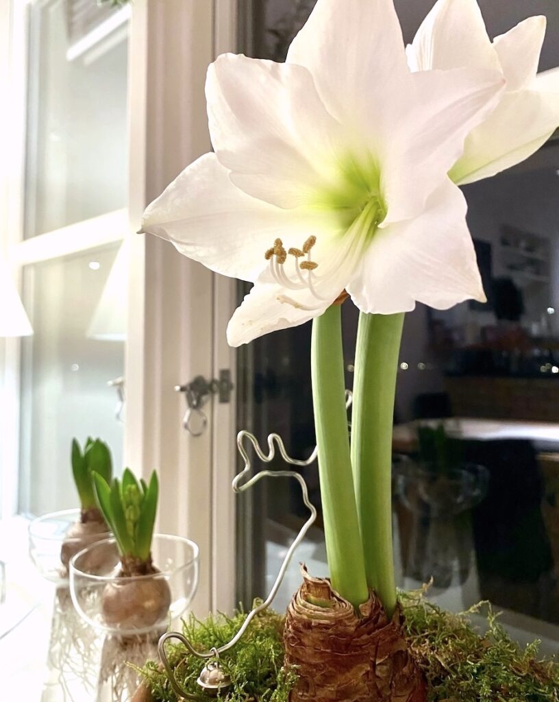 Julblommor; vit amaryllis och hyacinter.