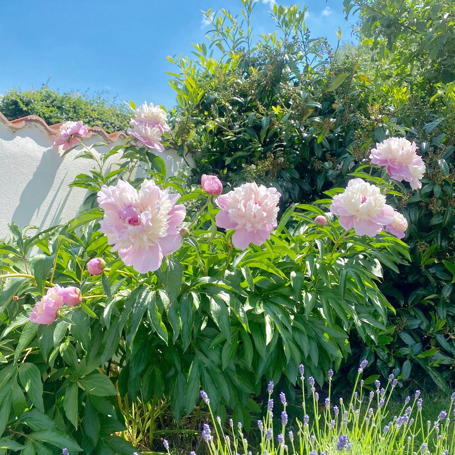 Rosa pioner